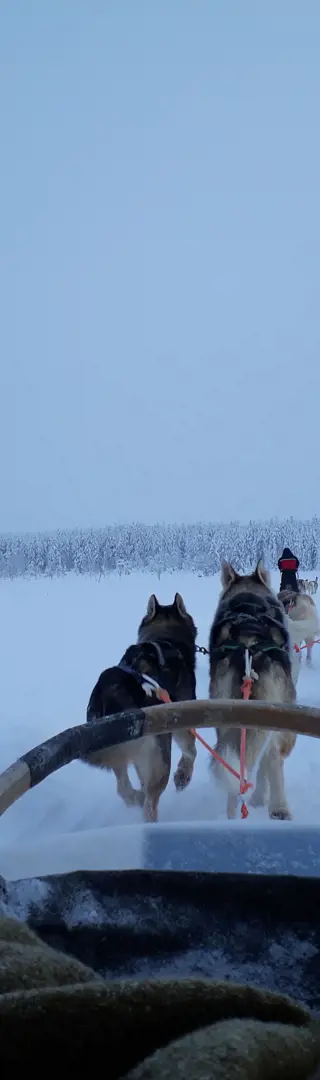 Huskysafari